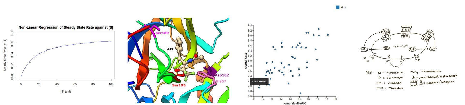 A set of four images. The first (on the left) is a graph of steady state rate plotted against substrate concentration in R showing non-linear regression. The second image was made in ChimeraX and is showing an inhibitor, APF, binding to the active site of chymotrypsin with key residues (Ser189, Asp102, His57 and Ser195) labelled. The third is a graph showing skin cell lines that are particularly sensitive or resistant to vemurafenib (a chemotherapeutic drug) highlighting a particularly sensitive line, WM115. The final picture (right hand side) is a figure sketched by hand of a platelet showing key factors that could be targeted during drug development including von-Willebrand Factor, integrins and GPCRs.