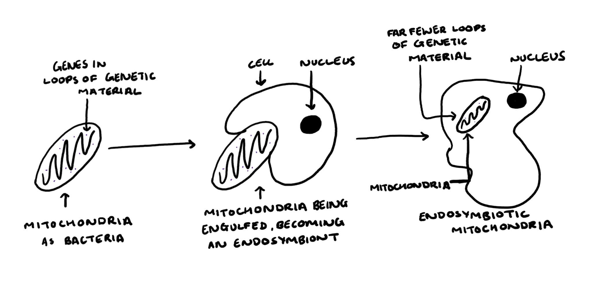 Are Viruses Alive?