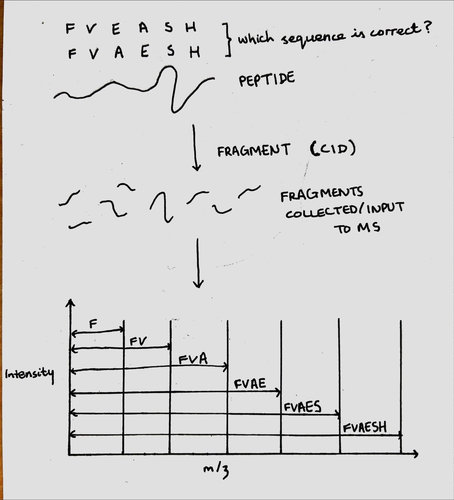 The World of Acronyms - Mass Spectrometry (MS): Post-Translational Modifications (PTMs)